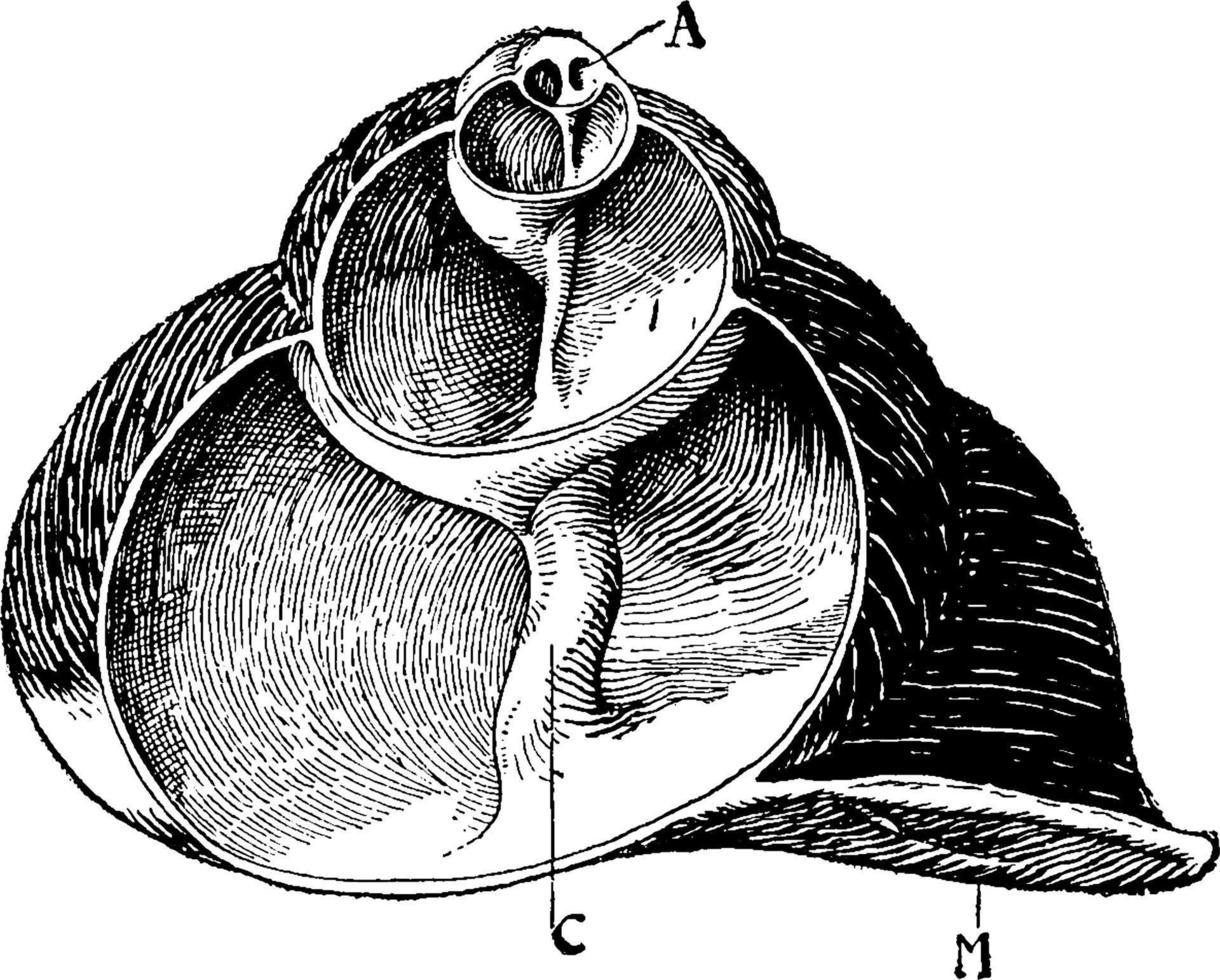 vertikal sektion av de skal av en arter av helix skal, årgång illustration. vektor