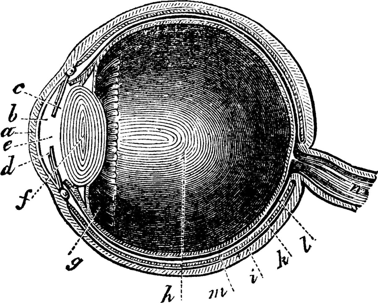 Auge, Vintage-Illustration. vektor