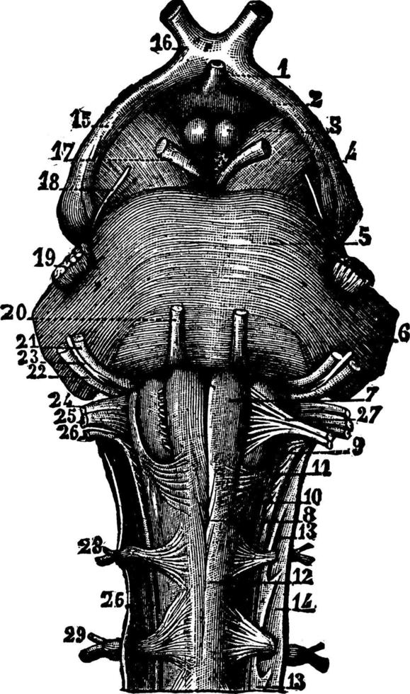 kranial nerver, årgång illustration. vektor