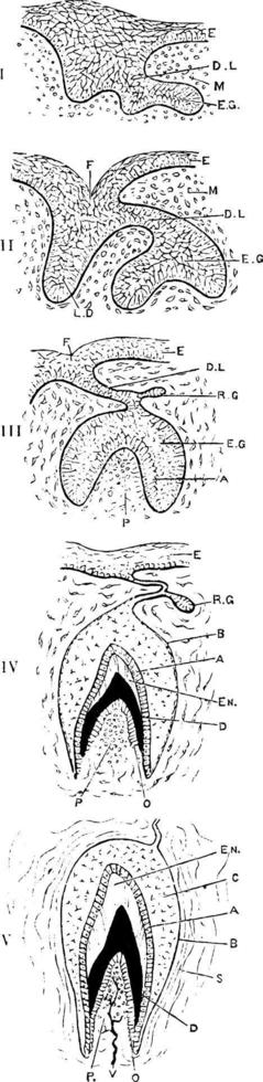 Entwicklung eines Zahns, Vintage-Illustration. vektor