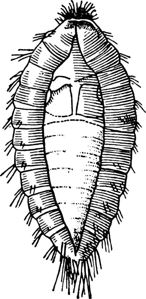 Büffelmotte oder Teppichkäfer, Vintage-Illustration. vektor