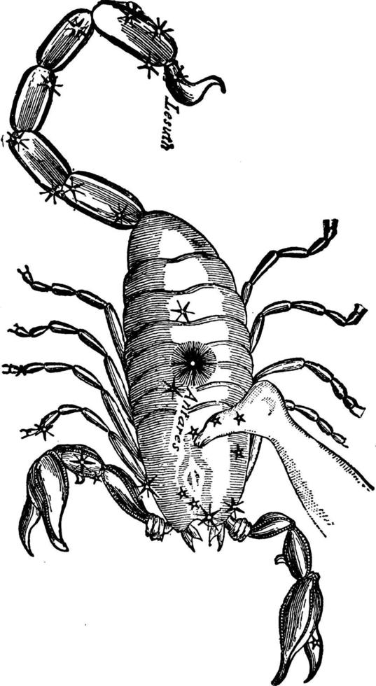 scorpion årgång illustration. vektor