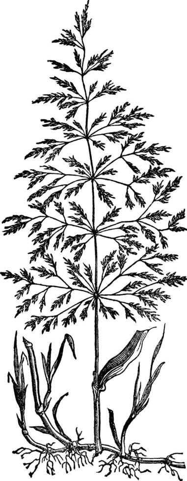 södra böjd gräs årgång illustration. vektor