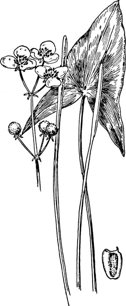 sagittaria arifolia årgång illustration. vektor