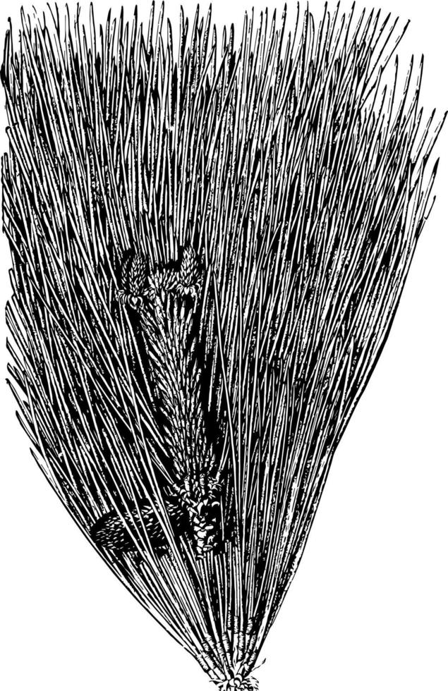 Loblolly Pine Pinus Toeda L.. Zwei bis Drittel in natürlicher Größe. junge Zapfen Vintage Illustration. vektor