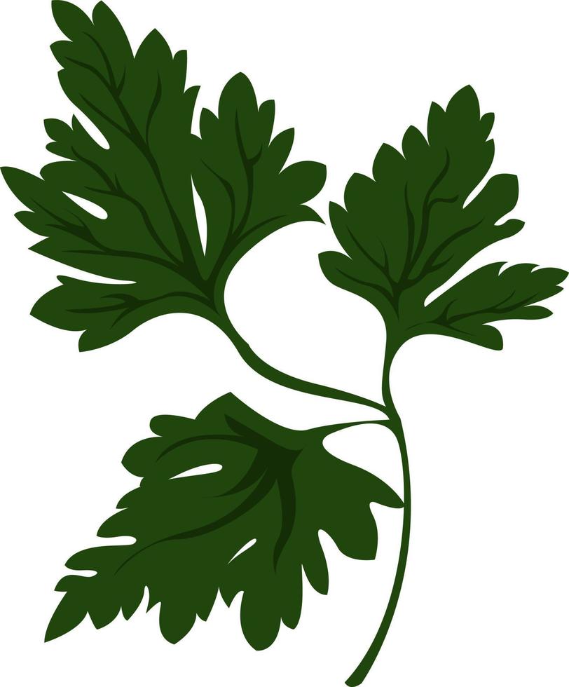 grön persilja, illustration, vektor på vit bakgrund.