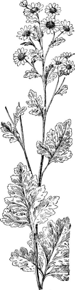 febrig, krysantemum, partenium, tusensköna, asteraceae, löv, pinnatifid årgång illustration. vektor