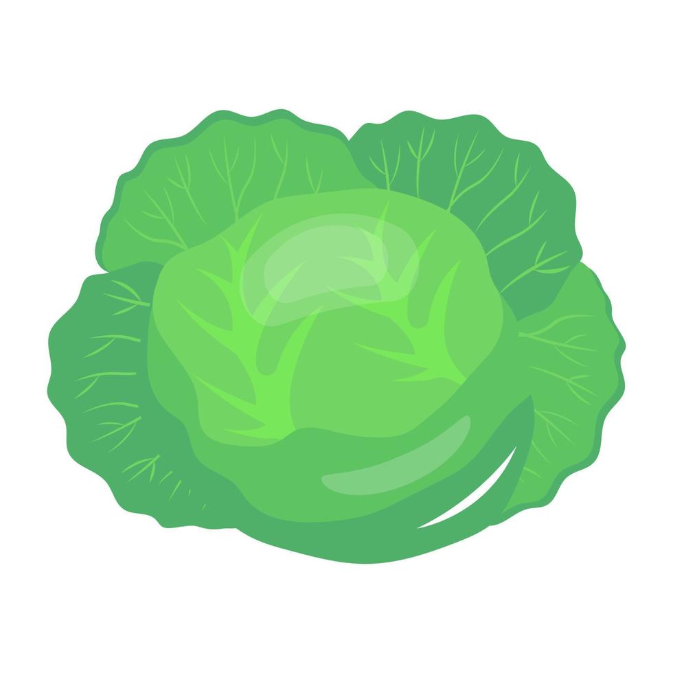 grünes gemüse, flache ikone von kohl vektor