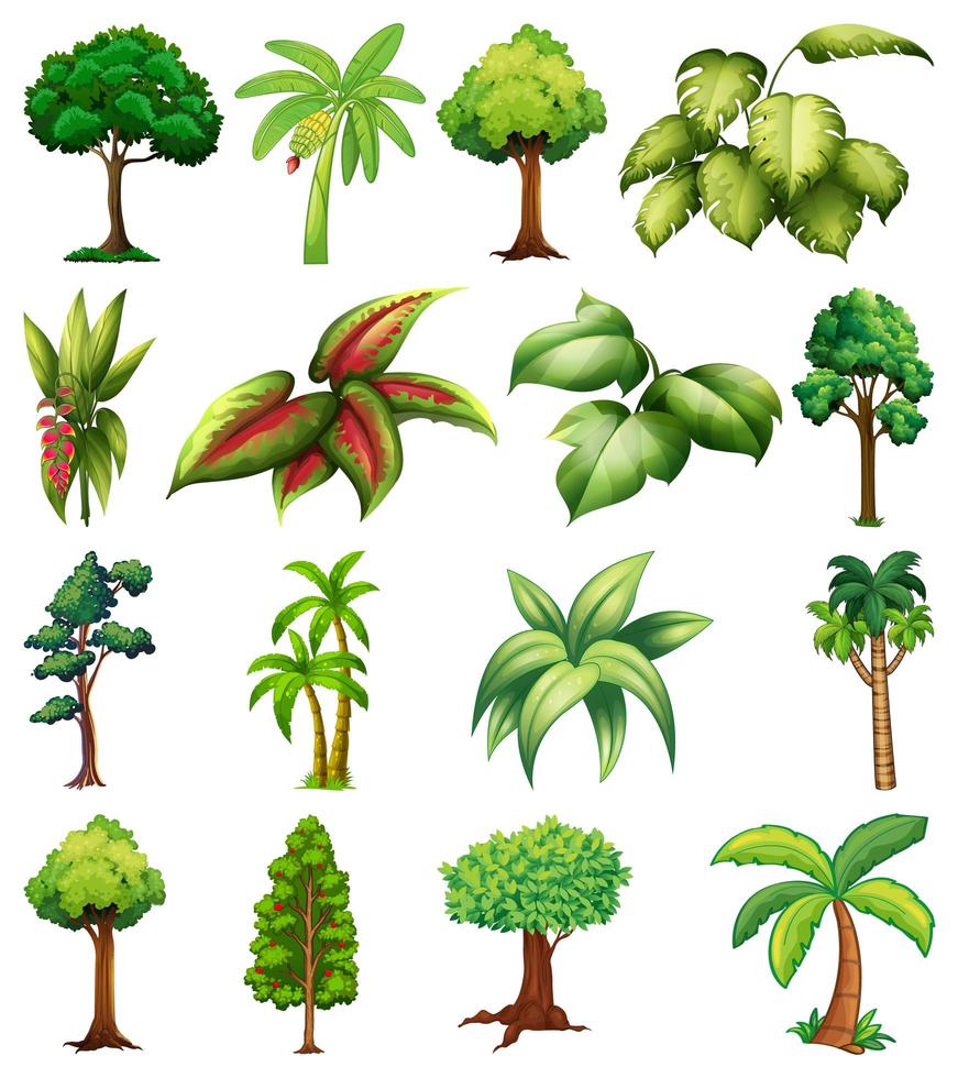 uppsättning olika växter och träd vektor