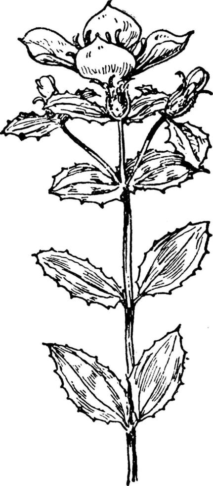 r. ciliosa årgång illustration. vektor