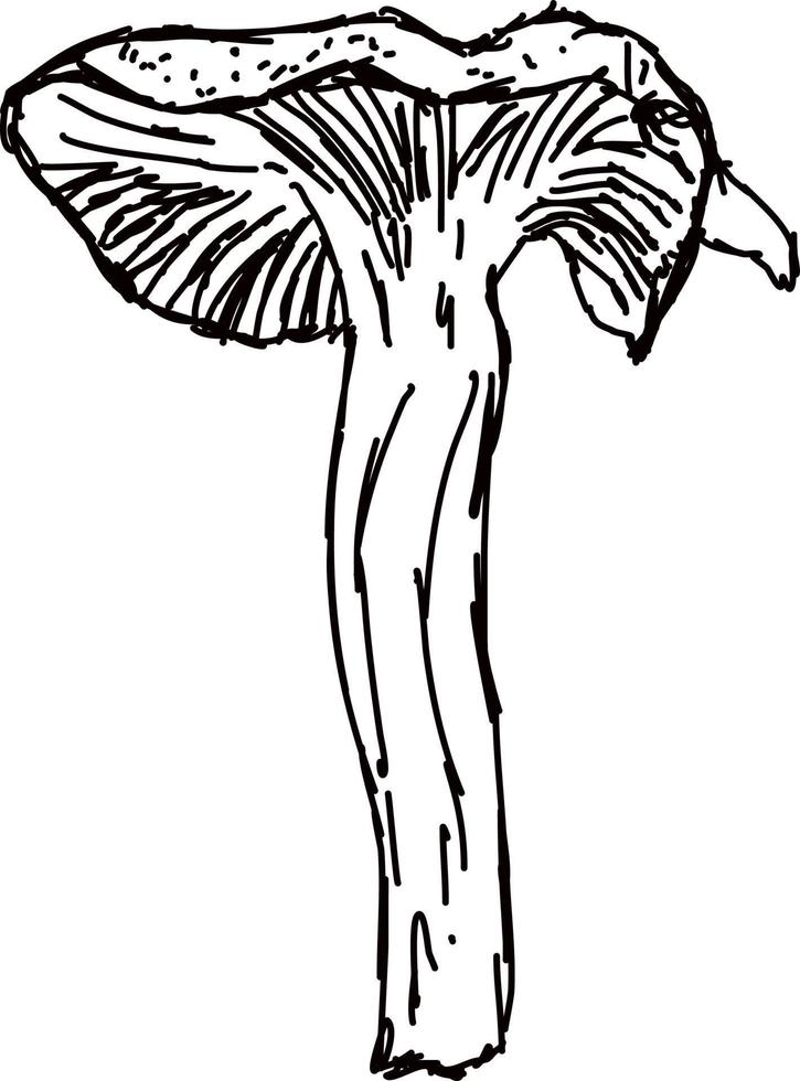 svamp teckning, illustration, vektor på vit bakgrund.