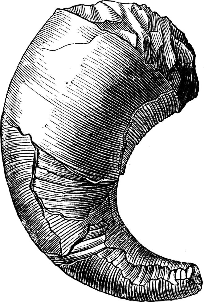 böjd ortoceras cyrtoceras murchisoni, årgång illustration. vektor
