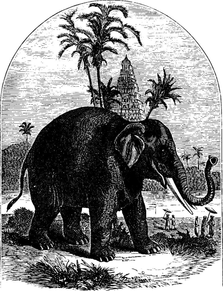 Elefant, Vintage-Illustration. vektor