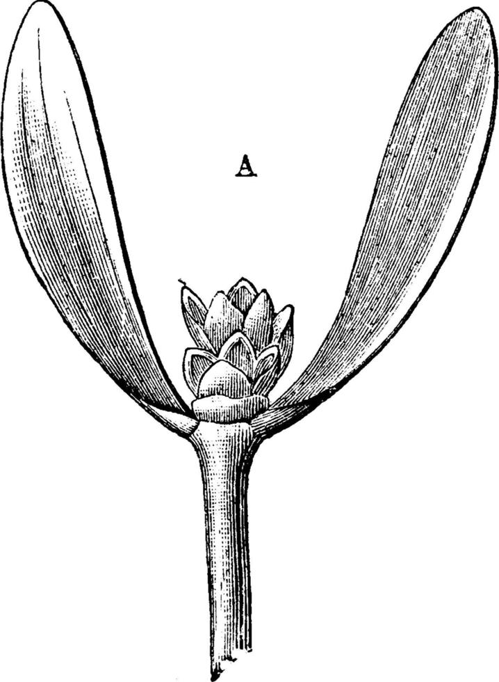 Vintage Illustration der Mistelblume. vektor