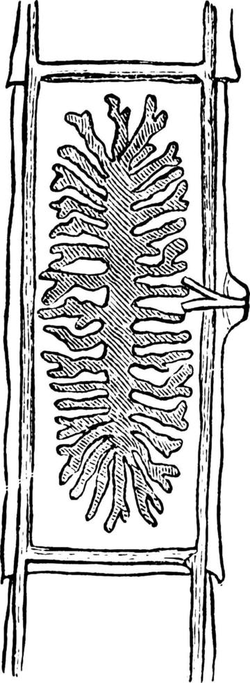 Bandwurm, Vintage Illustration. vektor