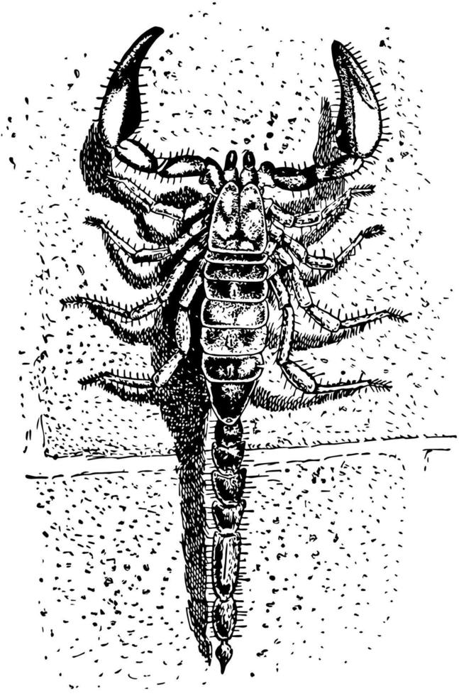 skorpion, årgång illustration vektor