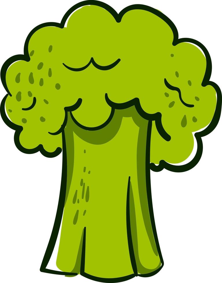färsk broccoli, illustration, vektor på vit bakgrund