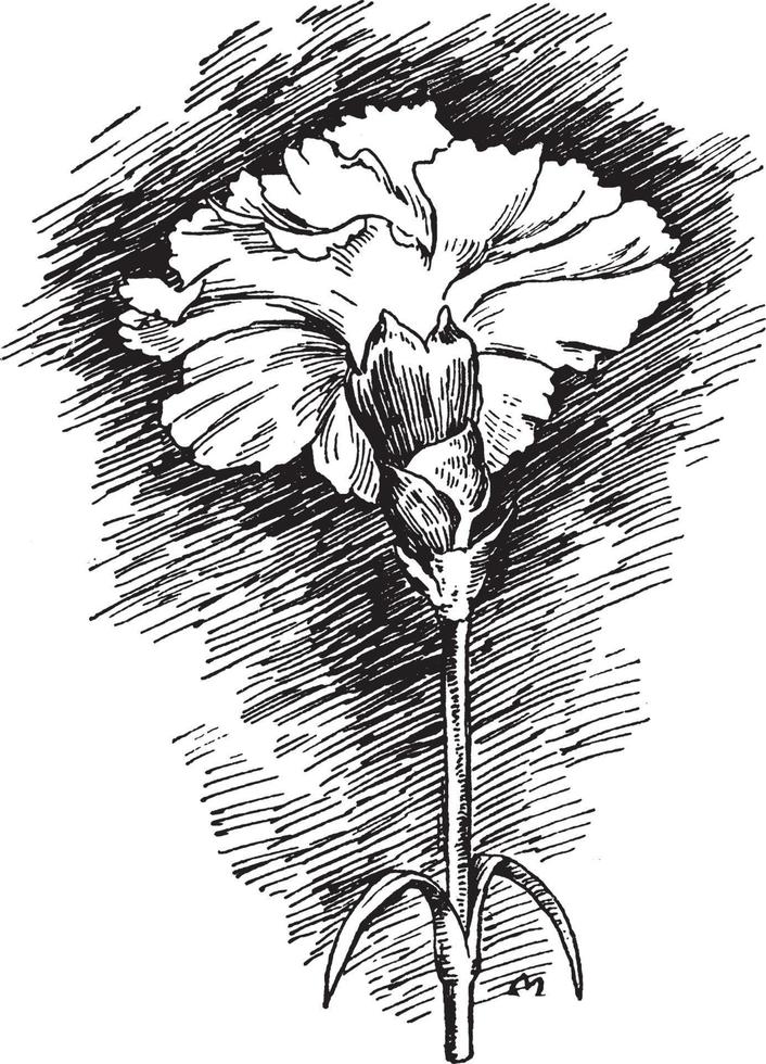 nejlika blomma årgång illustration. vektor