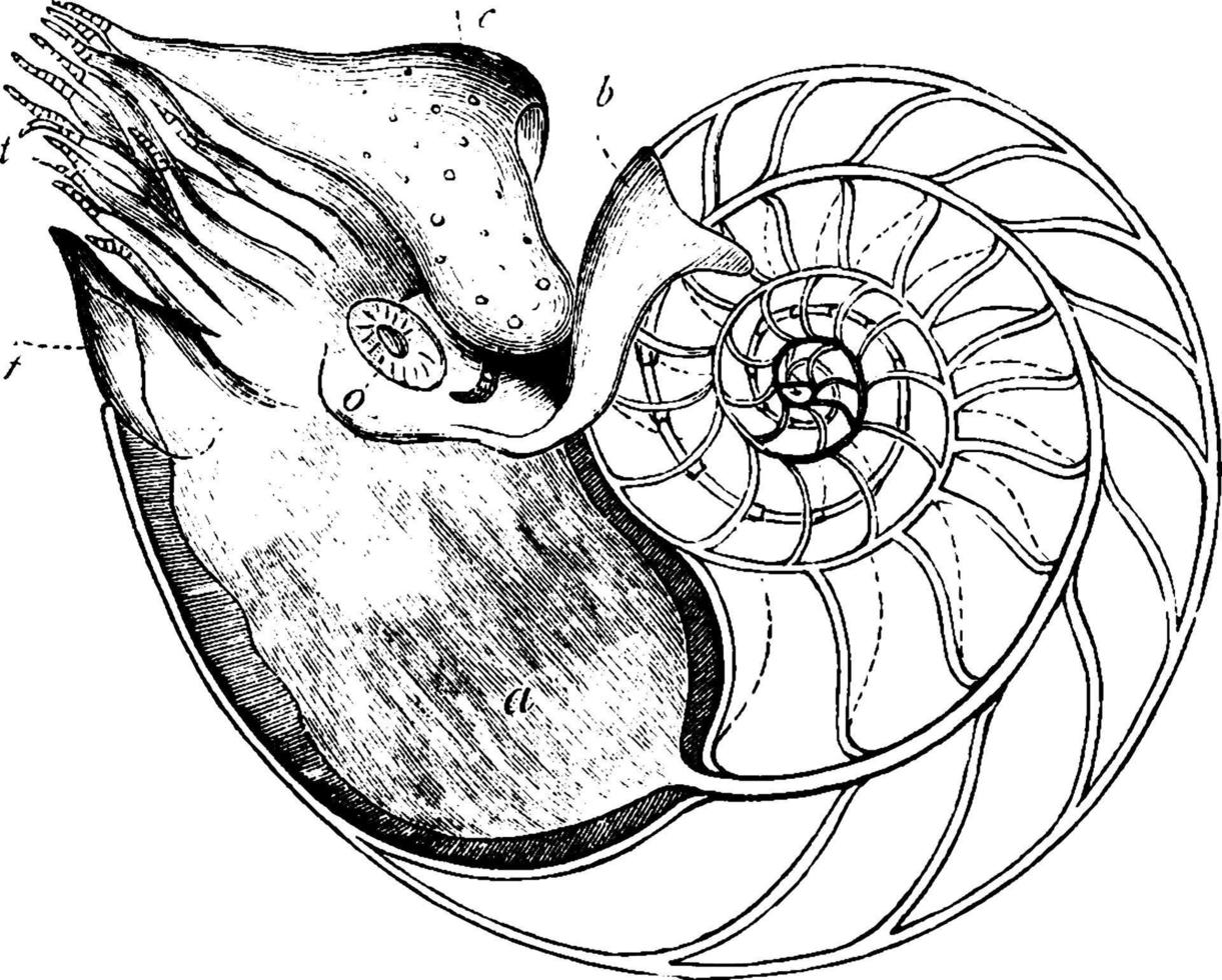 nautilus, årgång illustration. vektor