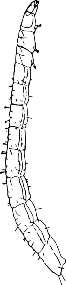 skalbagge larv, årgång illustration. vektor