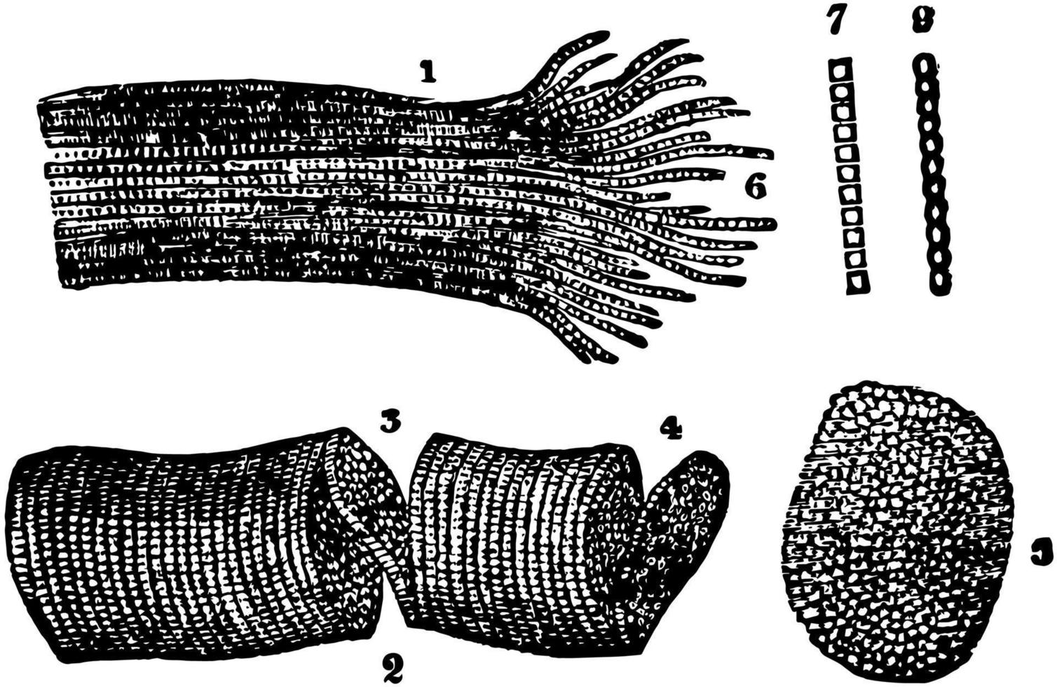 gestreiftes Muskelgewebe, Vintage Illustration. vektor