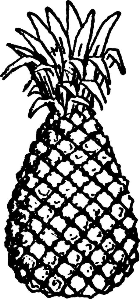 ananas årgång illustration. vektor