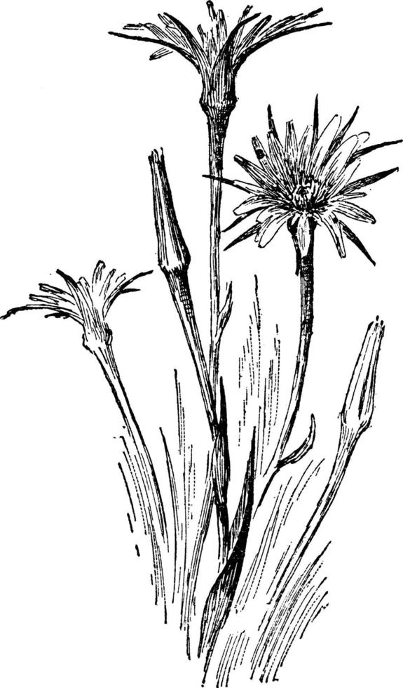 Tragopogon porrifolius årgång illustration. vektor