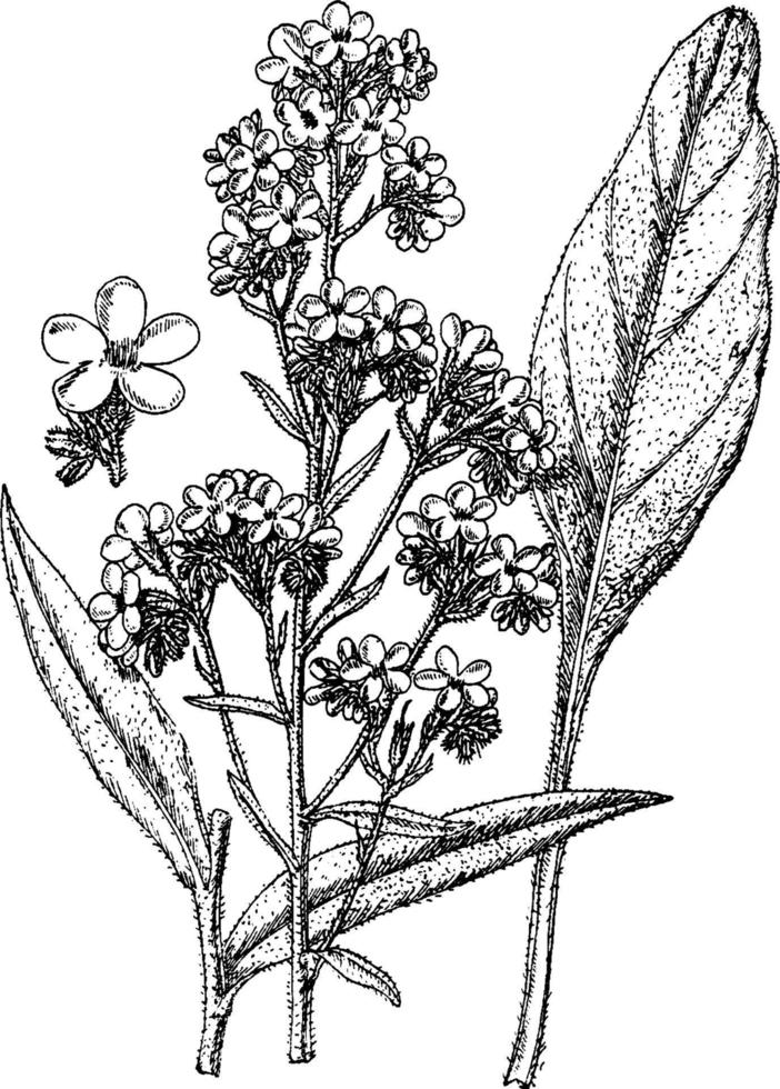 dropmore vielzahl von anchusa italica vintage illustration. vektor