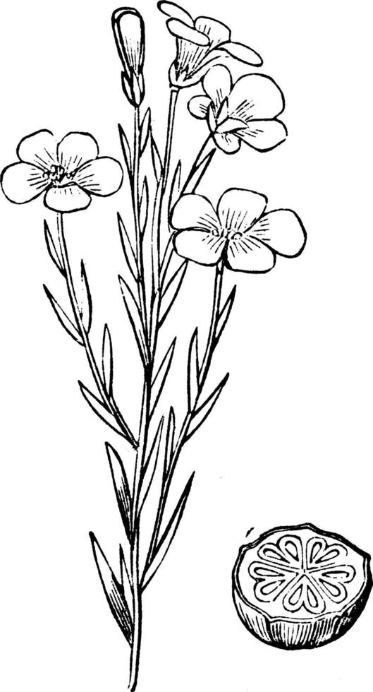 allmänning, lin, linum, usitatissimum, linaceae, blommande, växt, äggstock årgång illustration. vektor