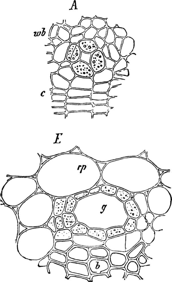 murgröna stam årgång illustration. vektor