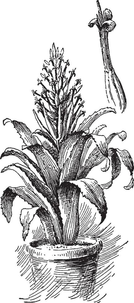 billbergia vexillaria vintage illustration. vektor