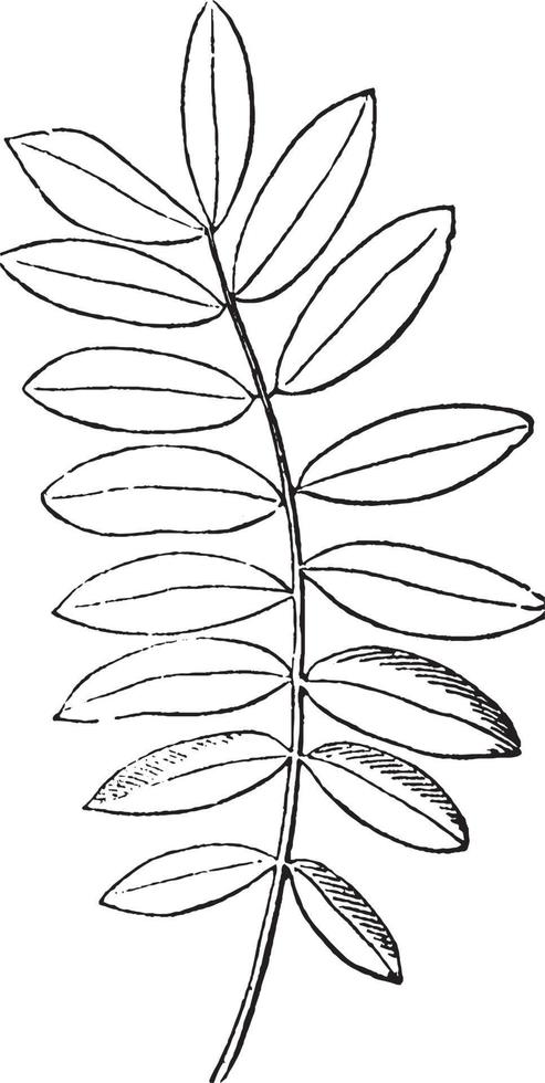 förening blad årgång illustration. vektor