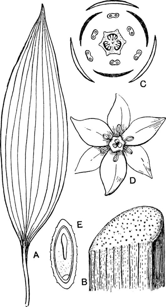 enhjärtbladig morfologi årgång illustration. vektor