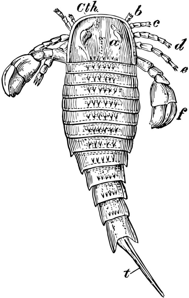 Rückenansicht des Seeskorpions, Vintage-Illustration vektor