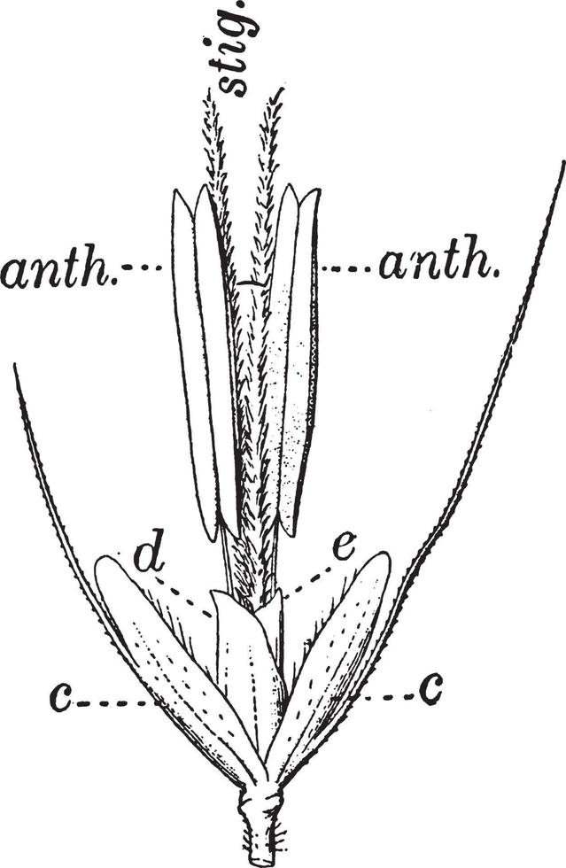 frühlingsgras vintage illustration. vektor