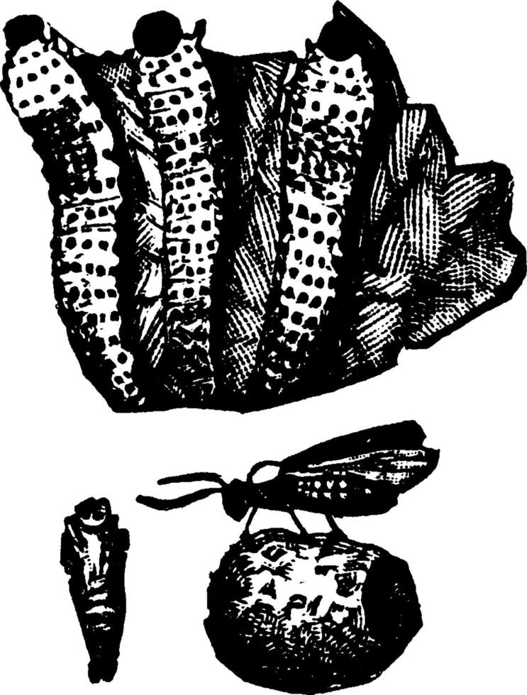 Traubenschnecke, Vintage Illustration. vektor