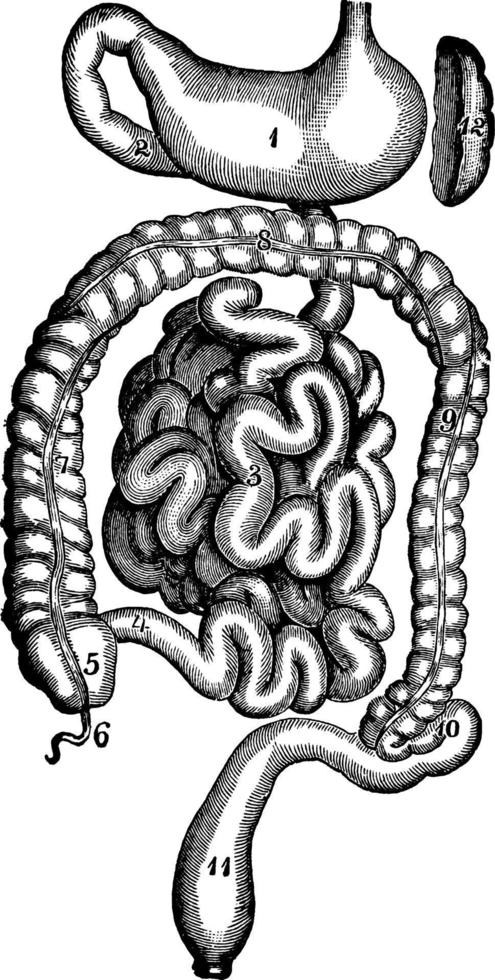 matsmältnings systemet, årgång illustration. vektor