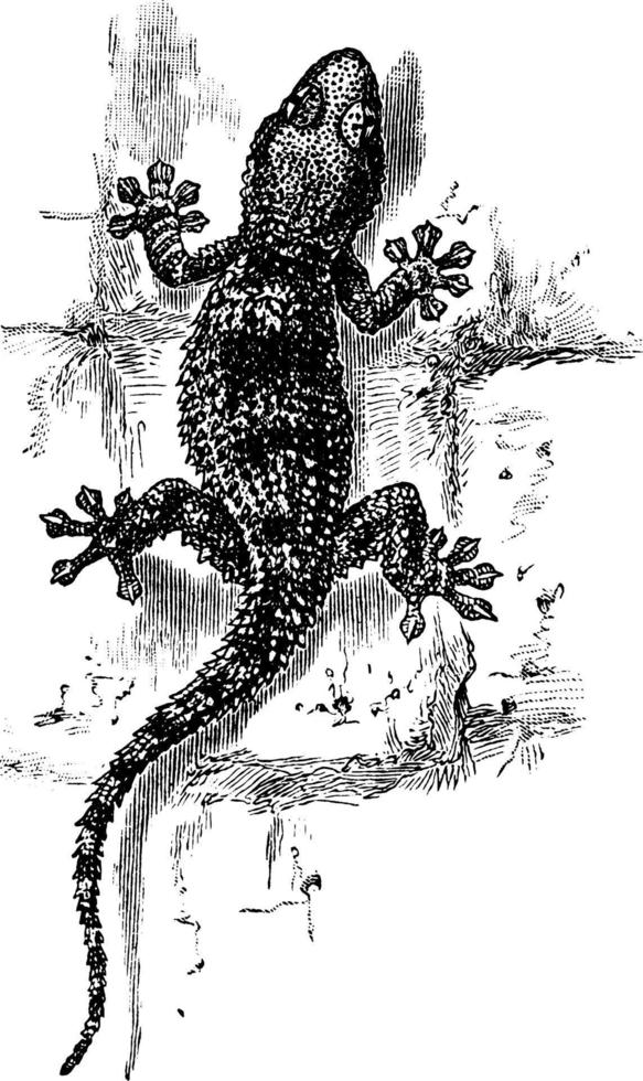 Gecko, Vintage-Illustration. vektor