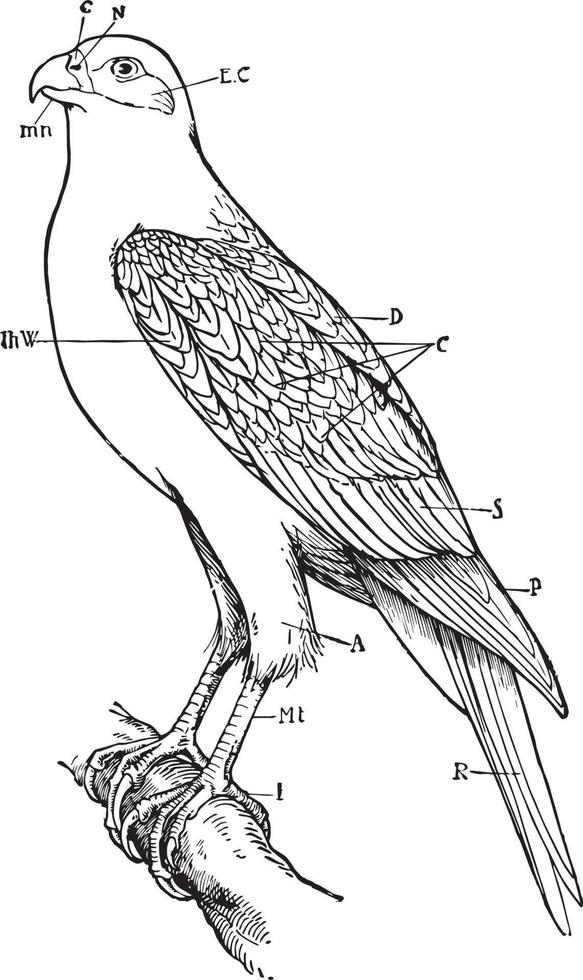 falk, årgång illustration. vektor