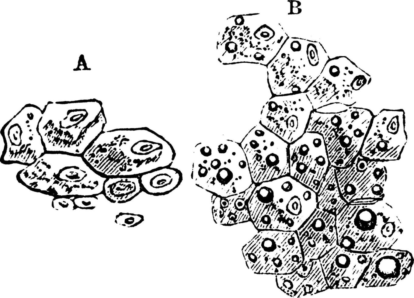 lever celler, årgång illustration. vektor