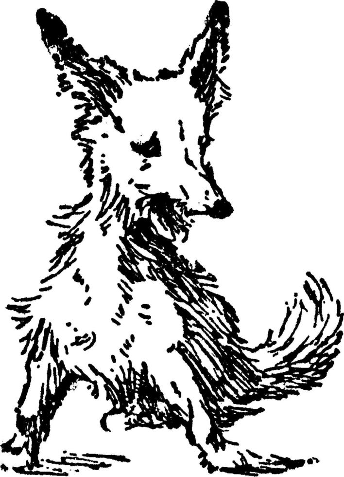 hund, årgång illustration. vektor