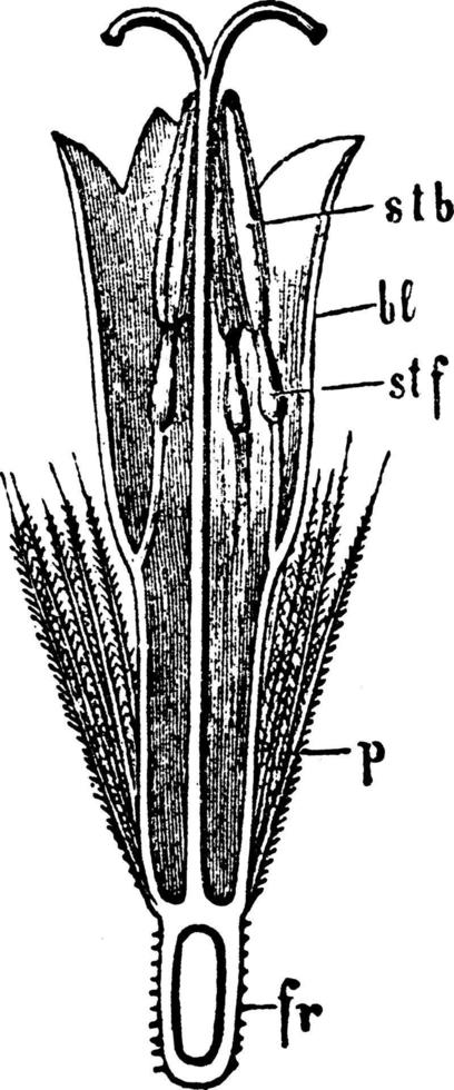 disk-floret av de senecio longitudinell sektion årgång illustration. vektor