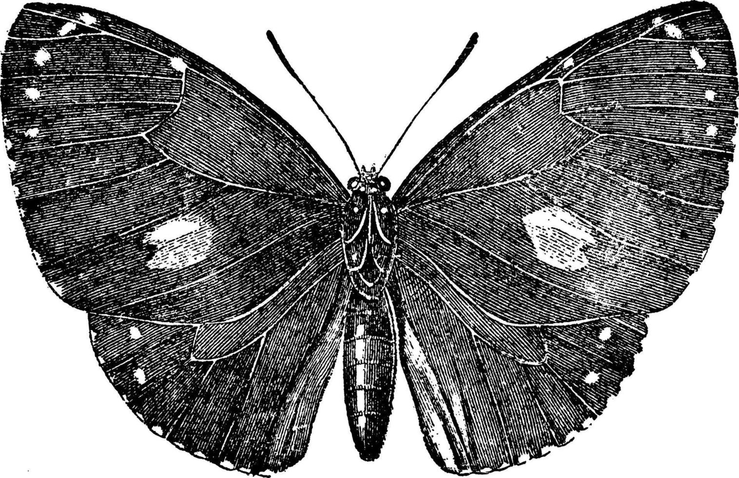 morphidae, årgång illustration. vektor