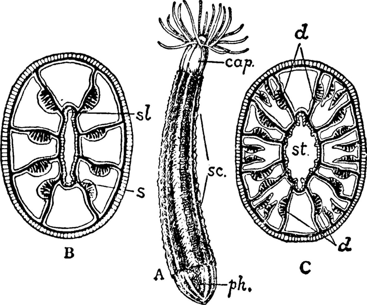 Zooid, Vintage-Illustration. vektor