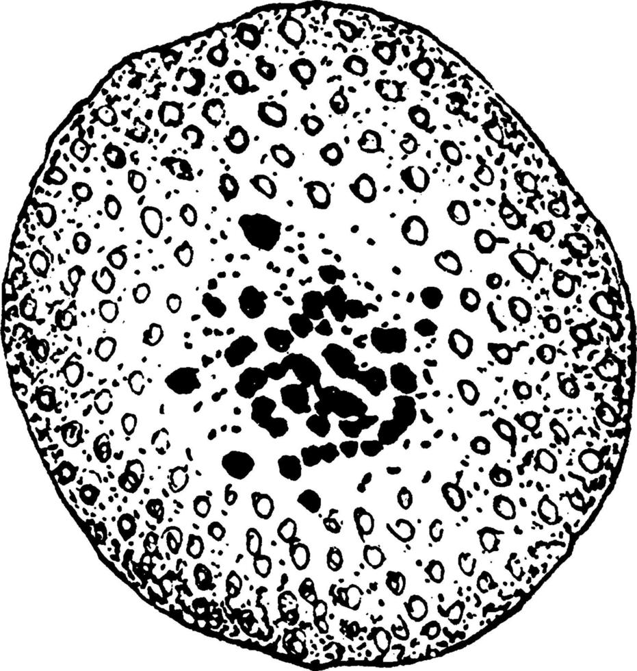 bildning av cyklospora cayetanensis äggcell, årgång illustration. vektor