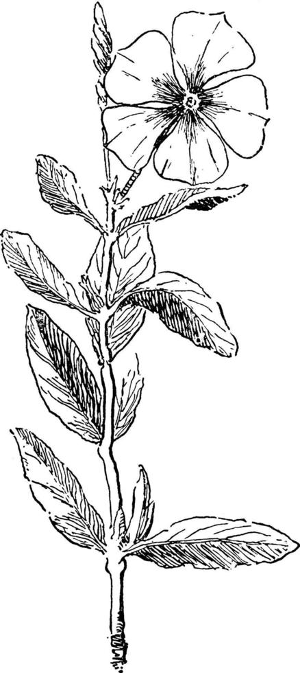 vinca rosea årgång illustration. vektor