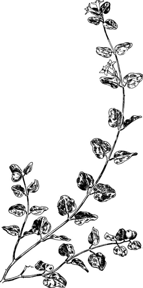 galnare, mitchella, omvänder sig, rapphöna, bär, rapphönsbär, växt, rubiaceae, tvilling, tvillingbär årgång illustration. vektor