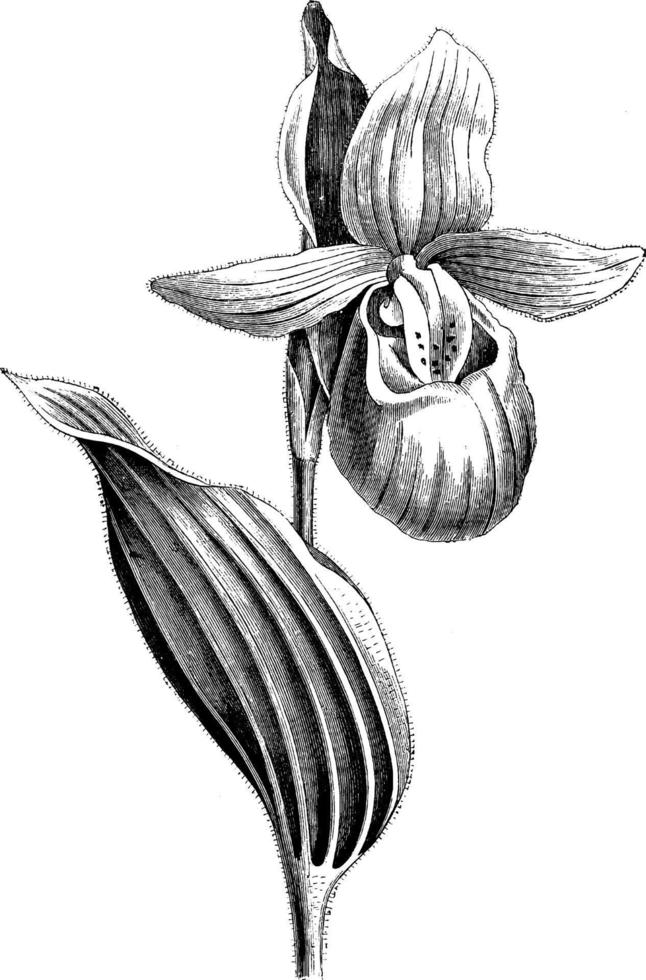 enda blomma av cypripedium spektabla årgång illustration. vektor