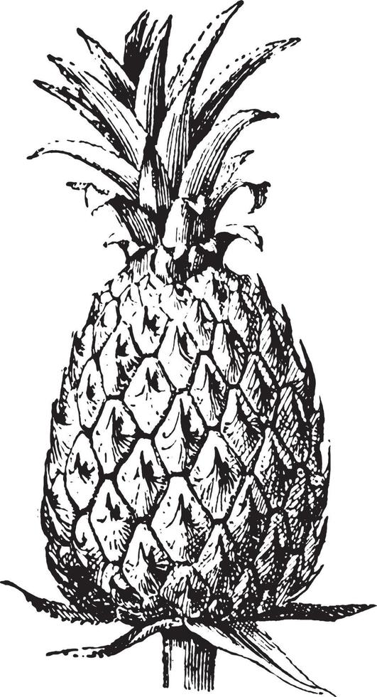 ananas vintage illustration. vektor