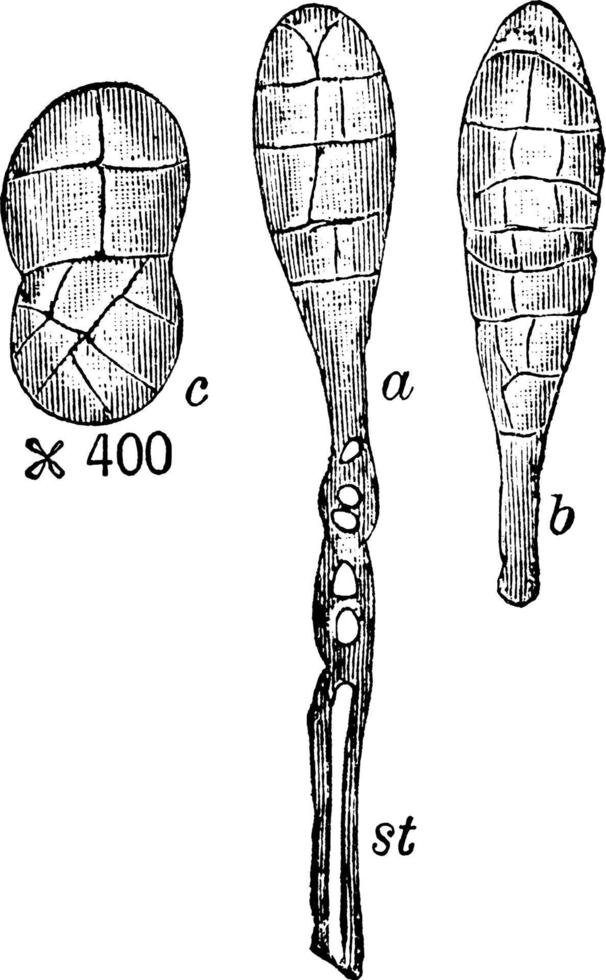 pleospora herbarum årgång illustration. vektor